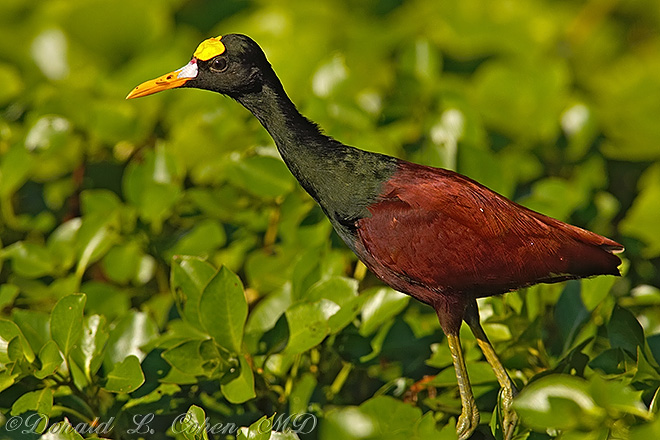 Click Here to Go Back