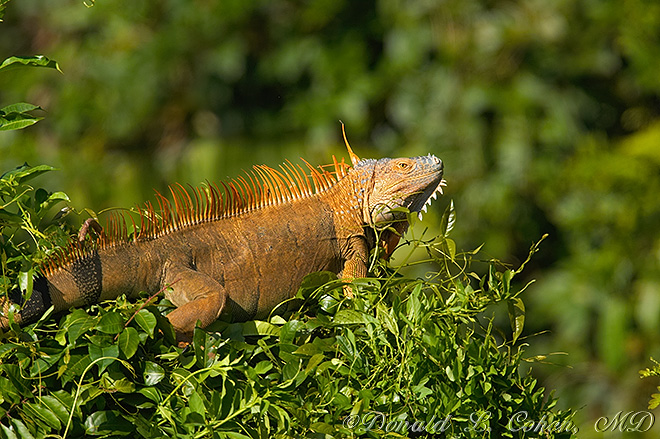 Click Here to Go Back