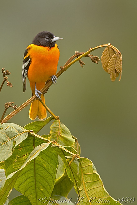 Click Here to Go Back