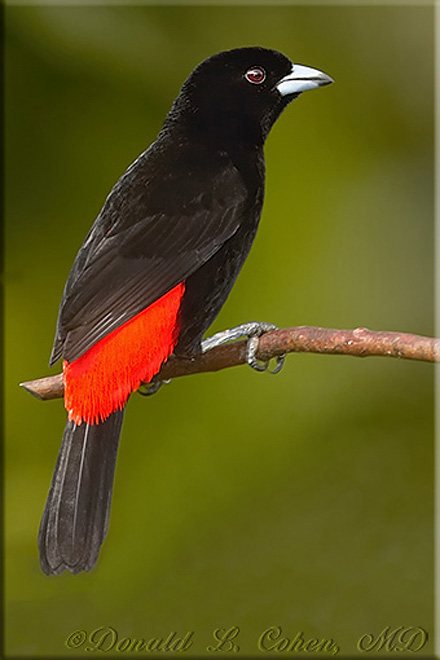 Click Here to Go Back