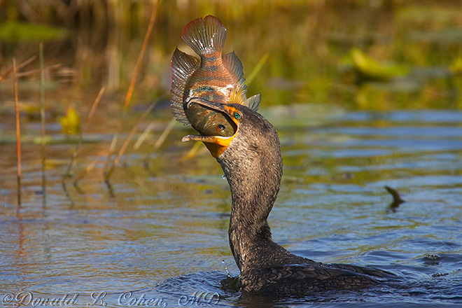 Cormorant Eating Fish