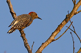 1D2_00764