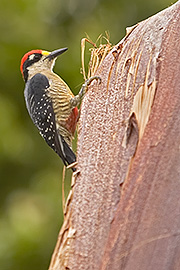 Click here for a larger image