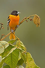 Click here for a larger image