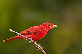 Click here for a larger image