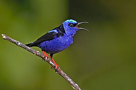 Click here for a larger image