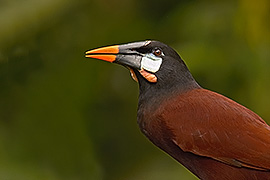 Click here for a larger image