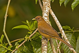 Click here for a larger image