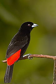 Click here for a larger image