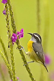 Click here for a larger image