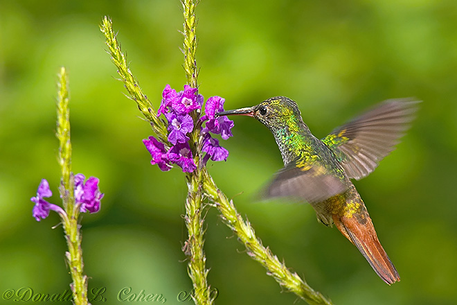 Click Here to Go Back