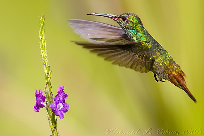 Click Here to Go Back