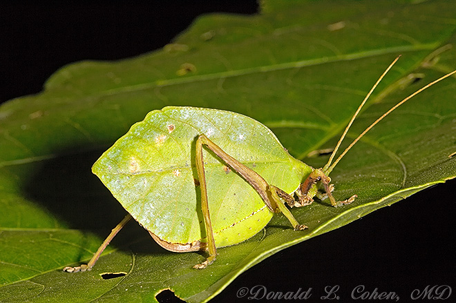 Click Here to Go Back