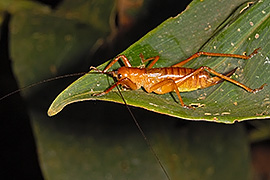 Click here for a larger image