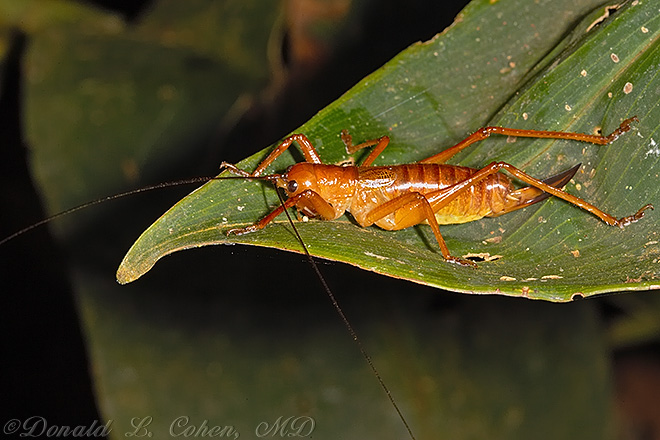 Click Here to Go Back