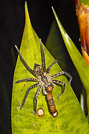 Click here for a larger image