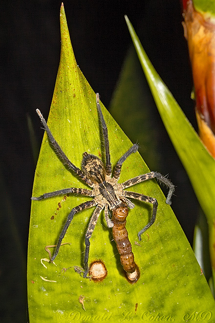 Click Here to Go Back