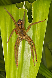 Click here for a larger image