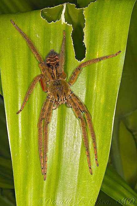 Click Here to Go Back