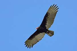 Click here for a larger image