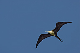 Click here for a larger image