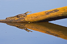 Click here for a larger image