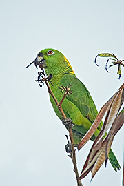 Click here for a larger image