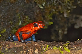 Click here for a larger image