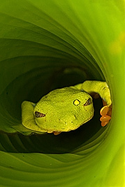 Click here for a larger image