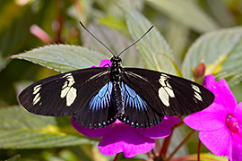 Click here for a larger image