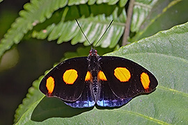 Click here for a larger image