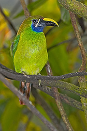 Click here for a larger image