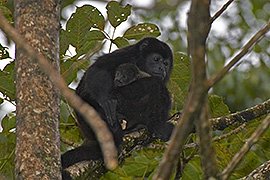 Click here for a larger image