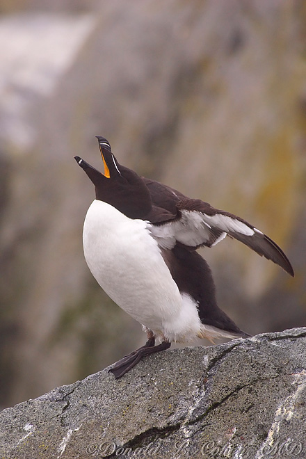 Click Here to Go Back