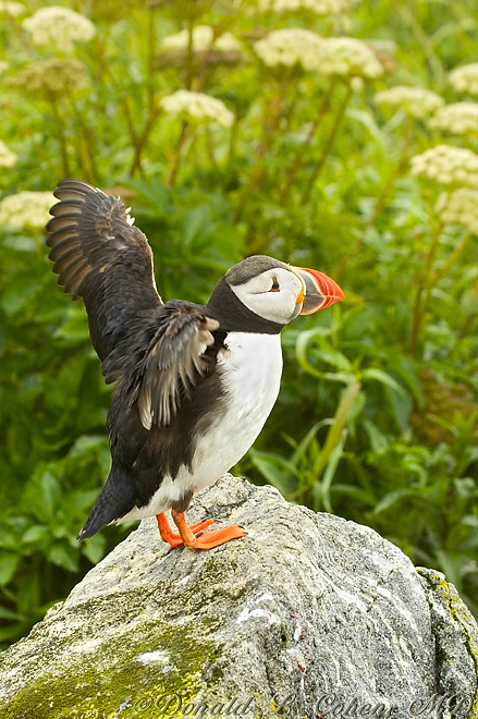 Click Here to Go Back