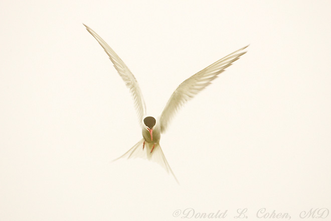 Click Here to Go Back