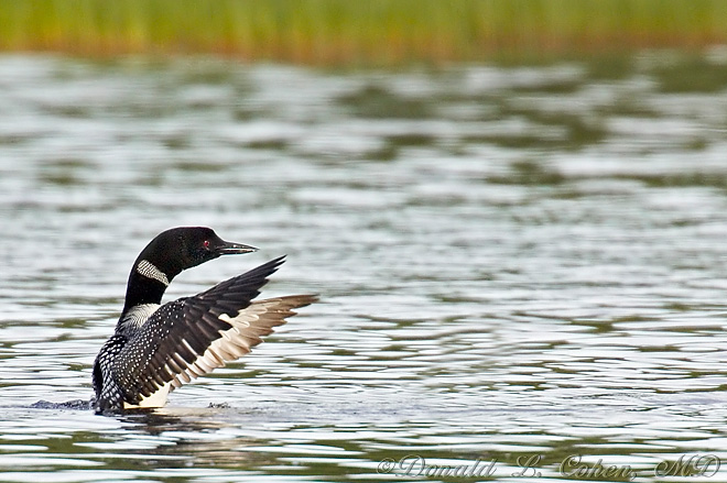 Click Here to Go Back