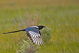 Click here for a larger image